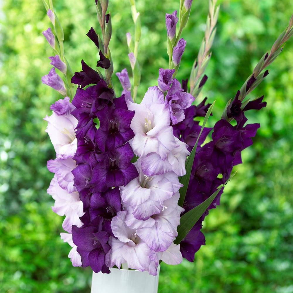 

Набор гладиолусов Магия 7 луковиц/уп.