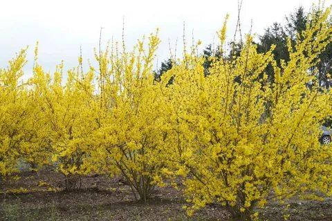 

Форзиция европейская "Lynwood Gold"