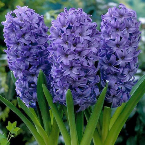 

Луковица гиацинта Delft Blue, Синий