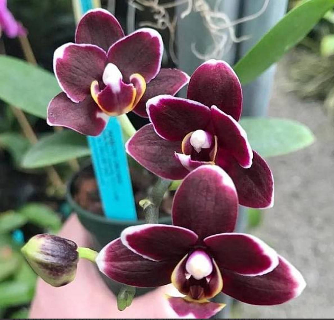 

Орхидея Phal. Chiada Gloria x Yu Pin Pearl, Подросток 2,5