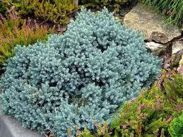 

Можжевельник чешуйчатый Блю Стар / Juniperus squamata Blue Star