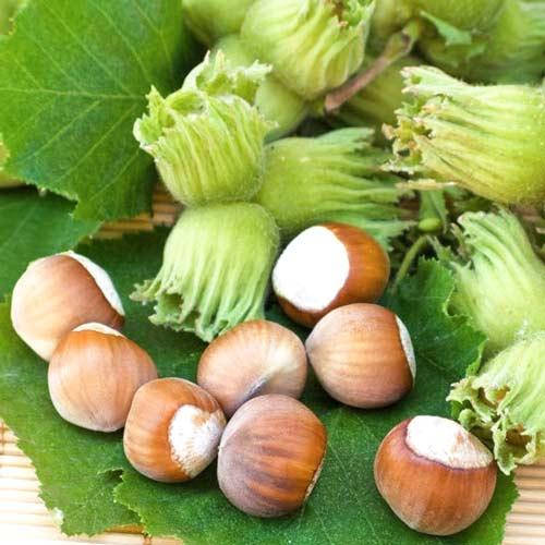 

Фундук Шедевр