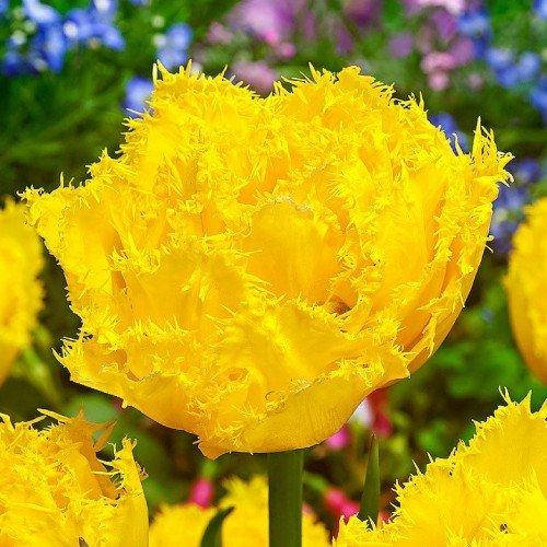 

Тюльпан Mon Amour (луковицы) 4шт