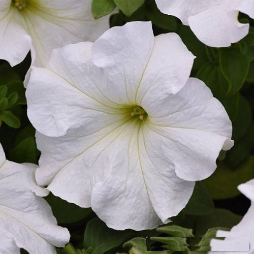 

Семена петунии поштучно 10 шт, стандартные расцветки Supercascade White