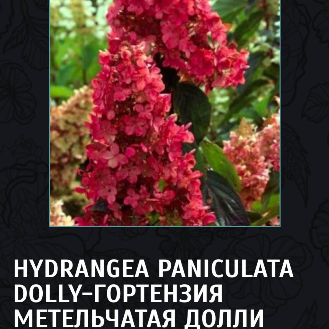 

Гортензия метельчатая Долли (Hydrangea paniculata Dolly) в конт.1л