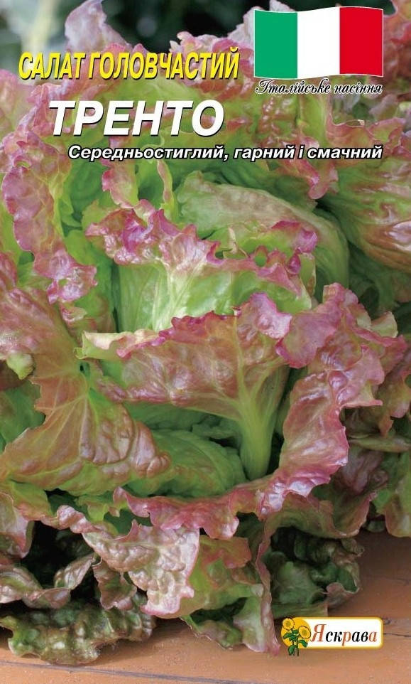 

Салат головчатый Тренто красный 1г (Италия) семена Яскрава
