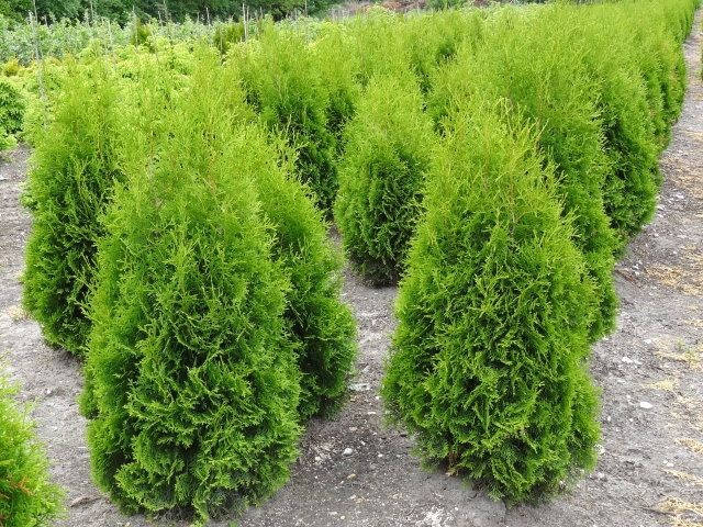 

Туя западная Колумна Р9 25-27 см(Thuja occidentalis Columna )