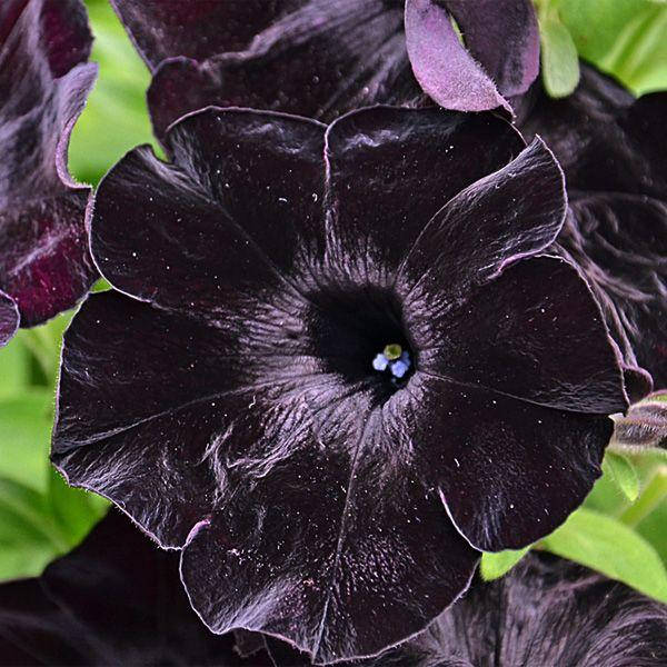 

Розсада ампельної петунії в горщиках 9см - Crazytunia black mamba (крэйзитуния блек мамба)