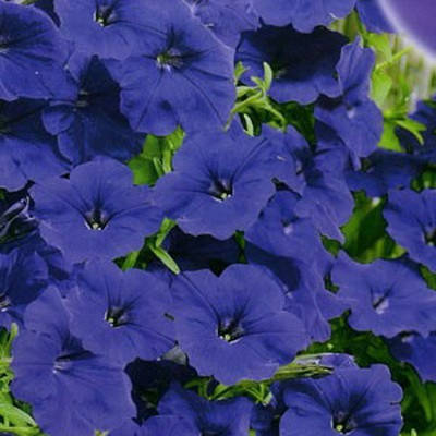 

Семена Петуния многоцветковая Мираж F1 Синяя 1000 семян Pan American, Синий