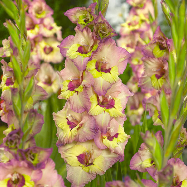 

Гладиолус Sapporo