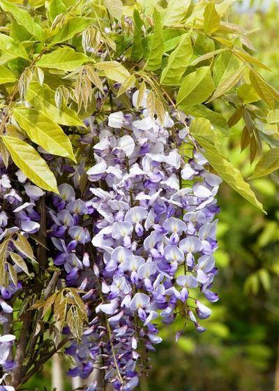 

Глициния крупнокистистая Блю Мун Р9 / Wisteria macrostachya Blue Moon