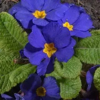

Примула Chic In Blue