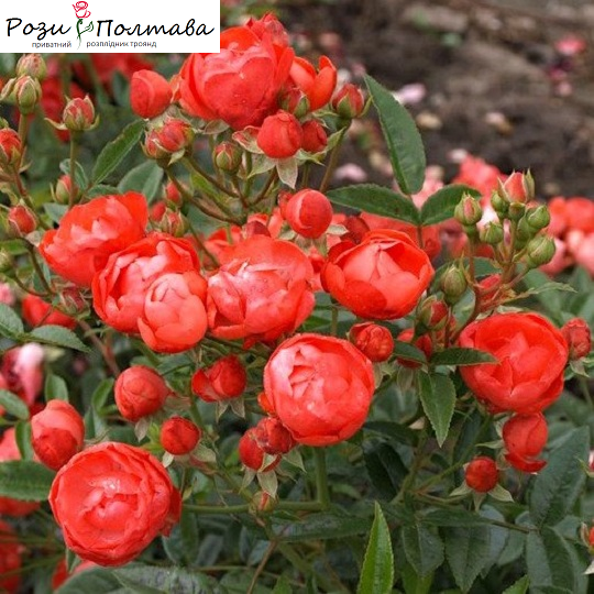 

Оранж Морсдаг (Orange Morsdag)