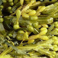 

Екстракт Фукуса рідкий 20-25% 100 мл