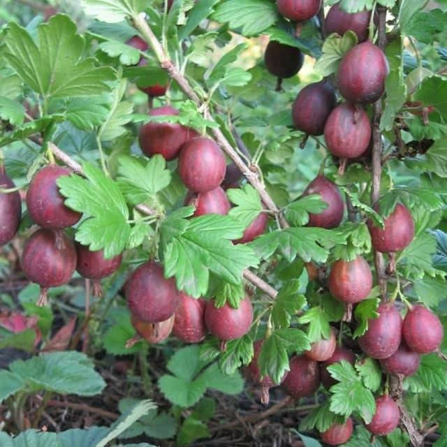 

Крыжовник "Кооператор" (слабошипованный)