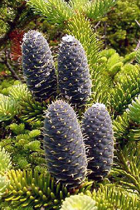 

Ялиця Бальзамічна 2 річна, Пихта Бальзамическая , Abies balsamea