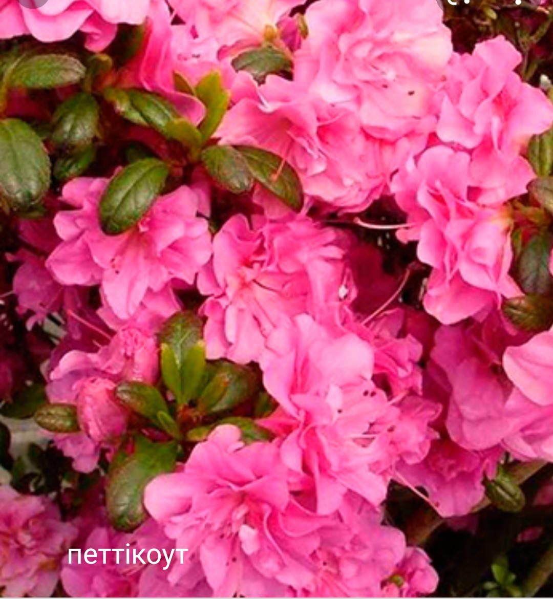 

"Петикоут" - азалия японская