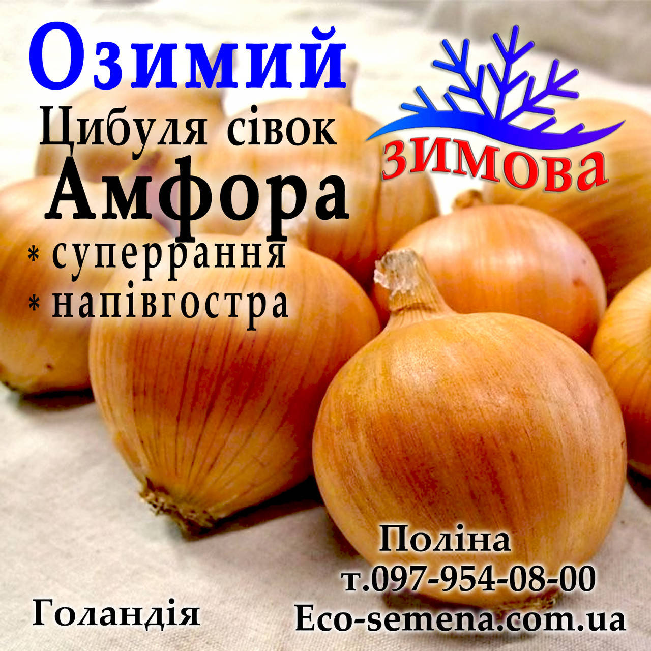 

Лук - севок озимый Амфора (Amfora), Голландия, 1 кг