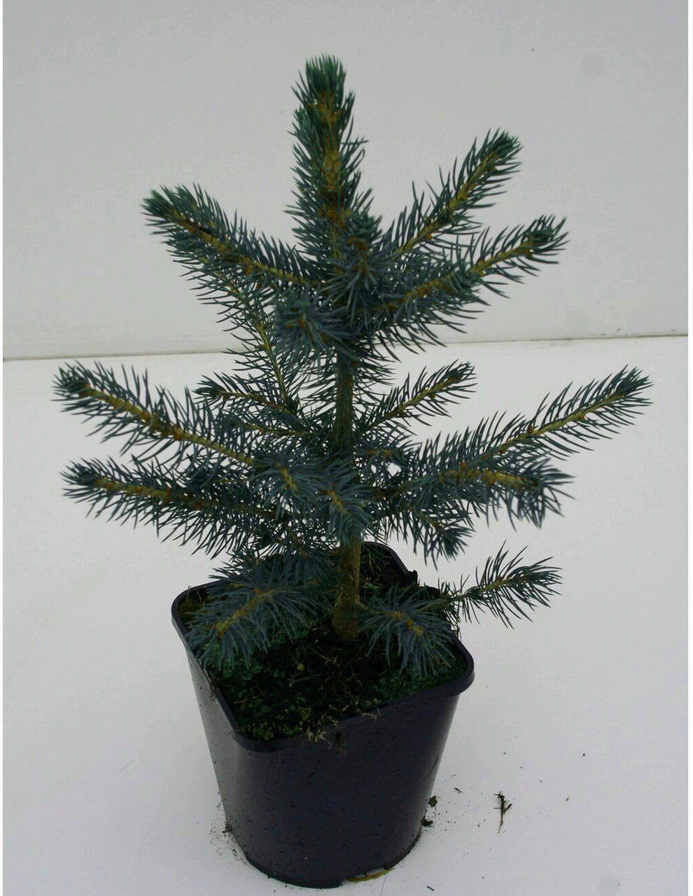 

Ель колючая голубая Кейбаб \ Picea Pungens Glauca Kaibab ( С1.5) саженцы