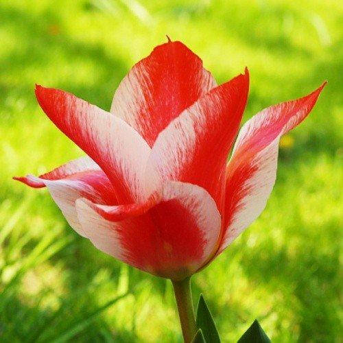 

Тюльпан Czaar Peter (луковицы) 3 шт