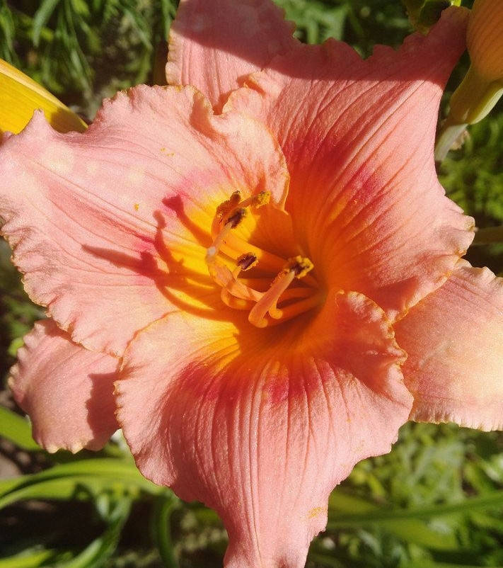 

Лилейник бордюрный нежно-персиковый, деленка