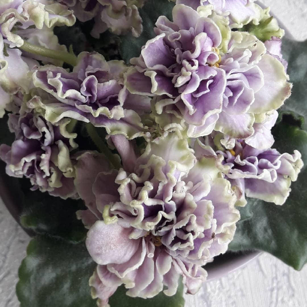 

Фиалка АВ-Дамасская Роза цветущая 150, лист 25, детка 40