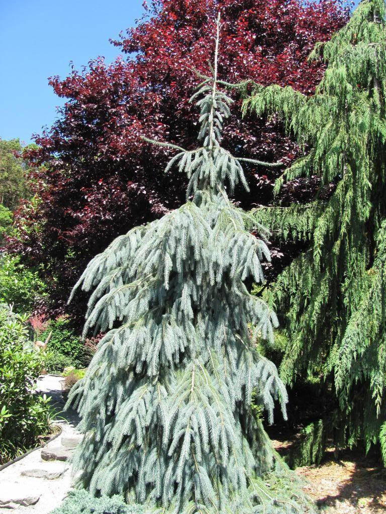

Picea engelmannii Bush's Lace C-5