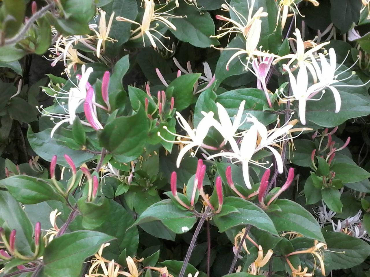 

Жимолость душистая Каприфоль - многолетняя полувечнозеленая лиана (саженец 3-летний около 20см)