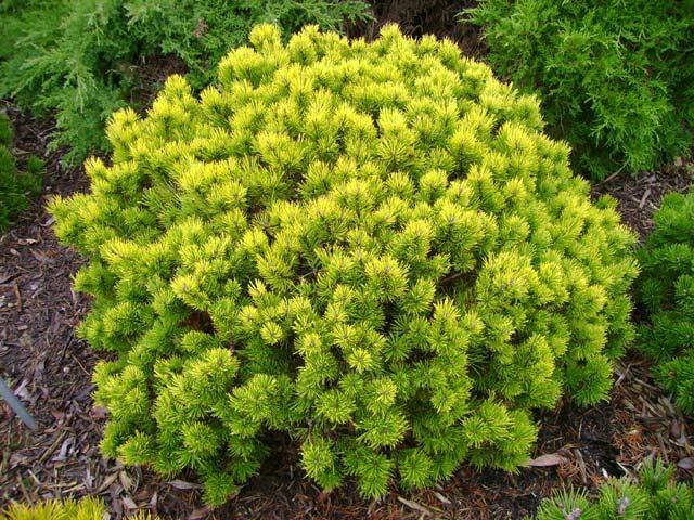 

Сосна горная Офир (Pinus mugo Ophir)