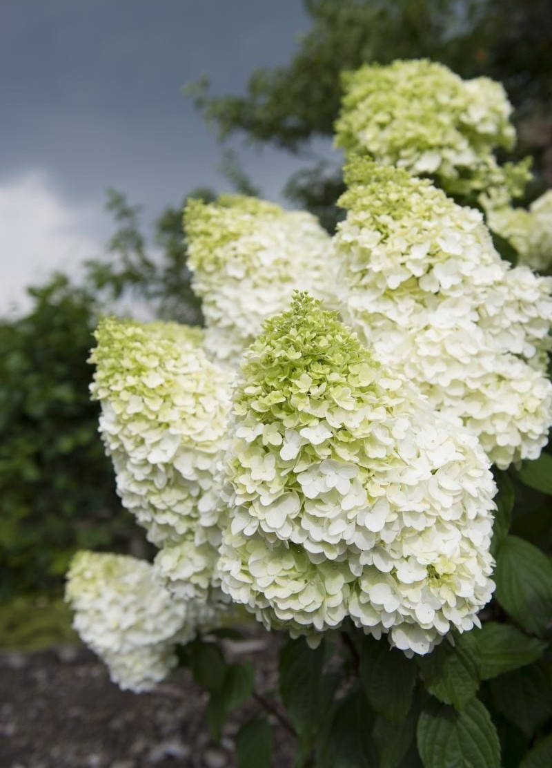 

Гортензия метельчатая Диамантино \ Hydrangea paniculata Diamantino ( саженцы 3 года )