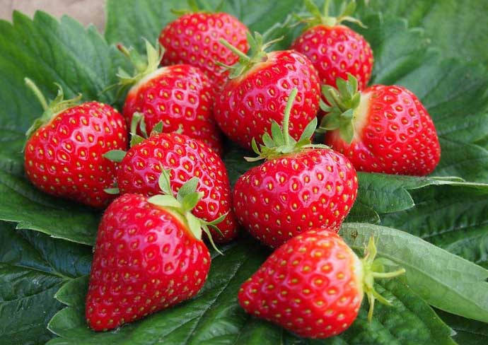 

Рассада клубники "Хоней", фриго класc B (ранняя)