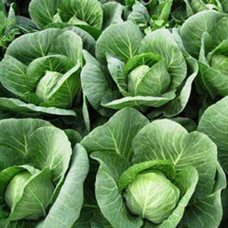 

Капуста СИЛИМА F1 | CILEMA Rijk Zwaan 2500 шт