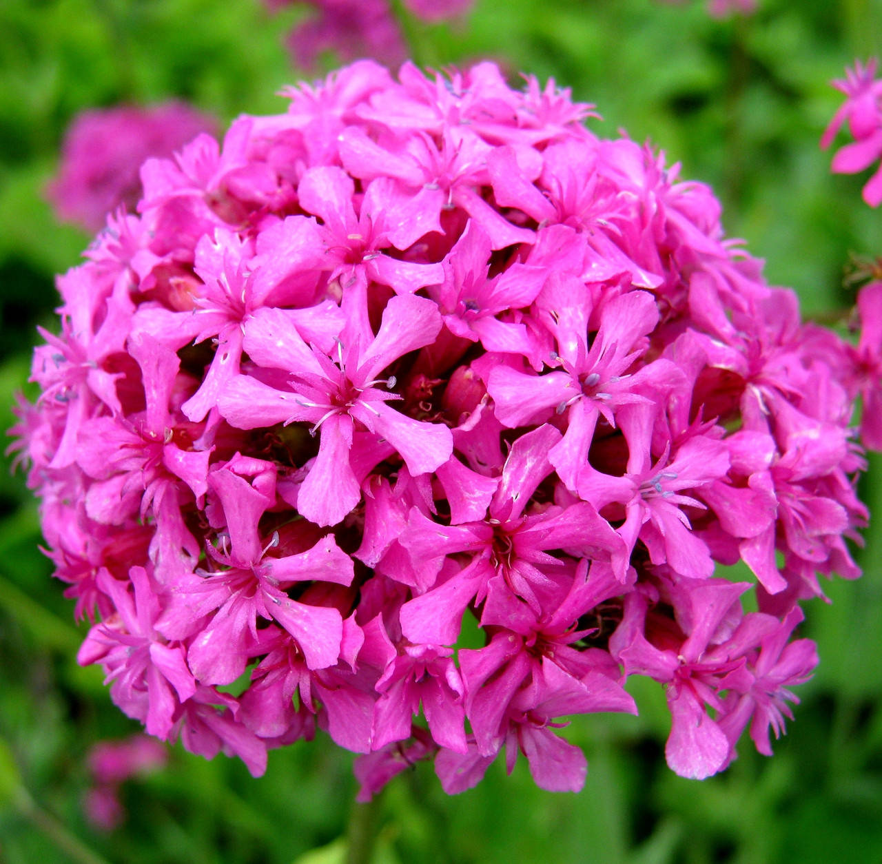 

Смолёвка бугская