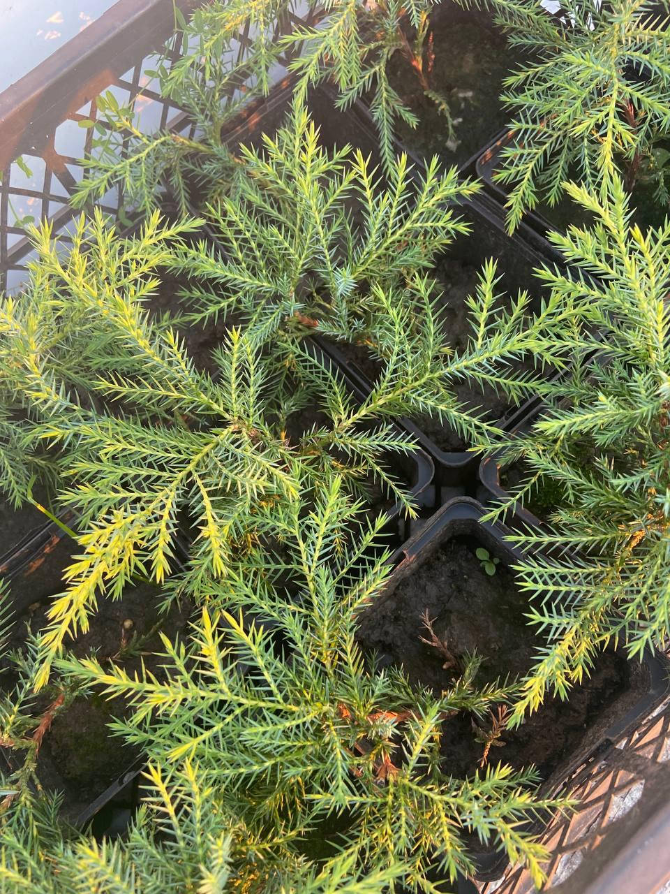 

Можжевельник Голд Стар (Juniperus media Gold Star) 10 см