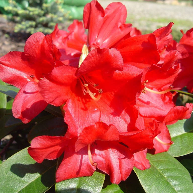 

Рододендрон плоский Бенгал / Rhododendron repens Bengal С3 /Н 10