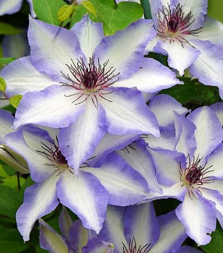 

Клематис Джоан Пинктон / Clematis Joan Picton ( саженцы 2года )