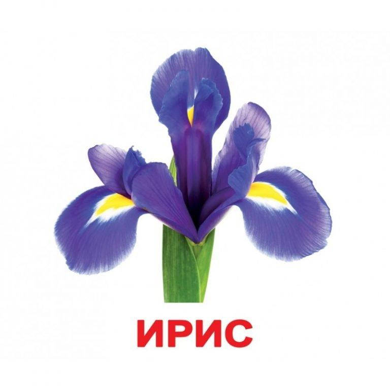 

ЦВЕТЫ. Карточки Домана. Вундеркинд с пелёнок. Ламинированные