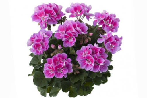 

Зональная пеларгония Toscana Castello Raiko Lavender Eye