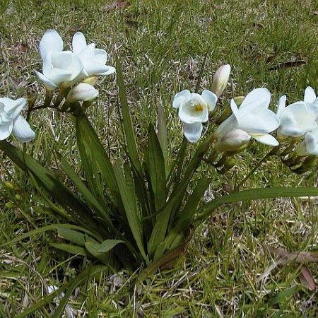 

Фрезия простая белая White / Белая / 5 луковиц/уп., Белый