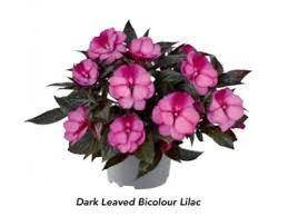 

Бальзамин Clockwork DL Bicolour Lilac, Сиреневый