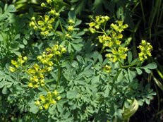 

Семена "Рута"