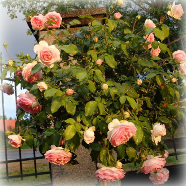 

Роза штамбовая Абрахам Дерби (Abraham Darby)