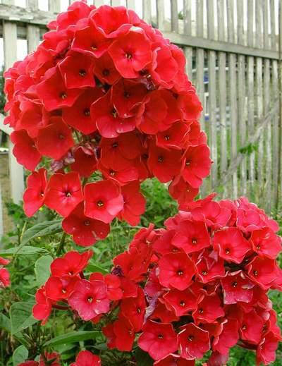 

Флокс Алые Паруса (Alye Parussa)