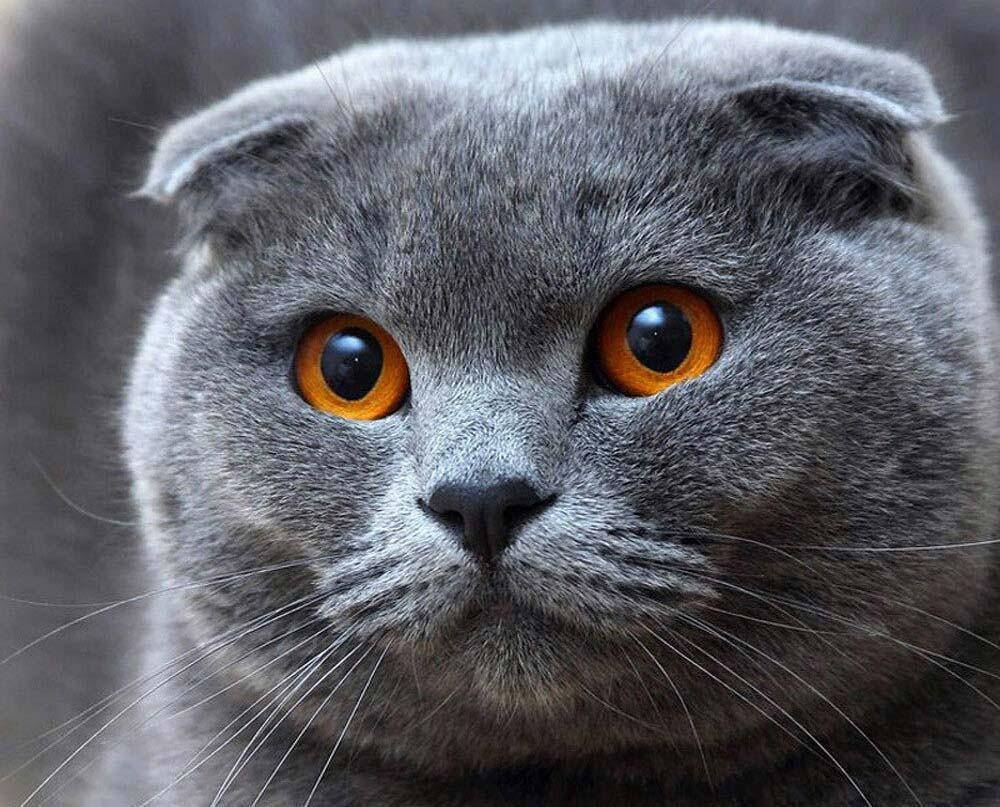 

Алмазная мозаика Вислоухий кот DM-192 40x30см Полная зашивка. Набор алмазной вышивки