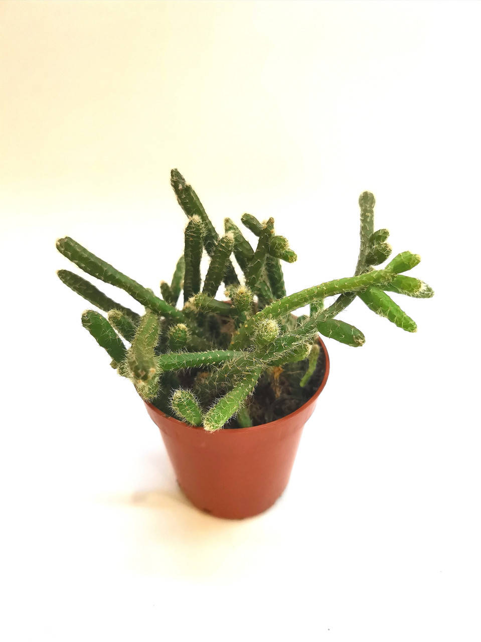 

Рипсалис Rhipsalis pilocarpa Суккулент Комнатное растение, Зелёный