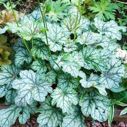 

Гейхера Венус (Heuchera 'Venus')