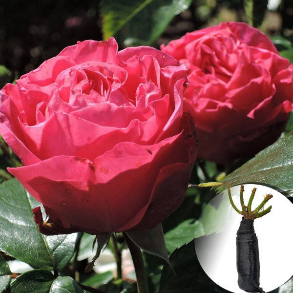 

Саженец Роза Cherry Lady