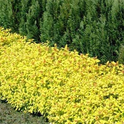

Спирея Golden Carpet (саженцы)