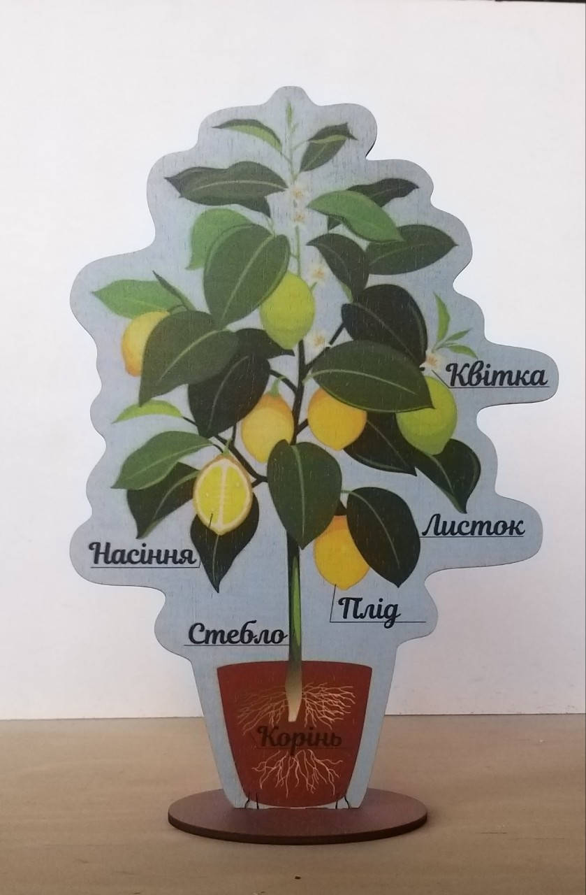 

Модель будови рослин (на підставці)