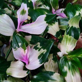 

Традесканция Андерсона Blushing Bride (Блашин Брайд), 10-20 см. 5/+ шт., 0,2 л.